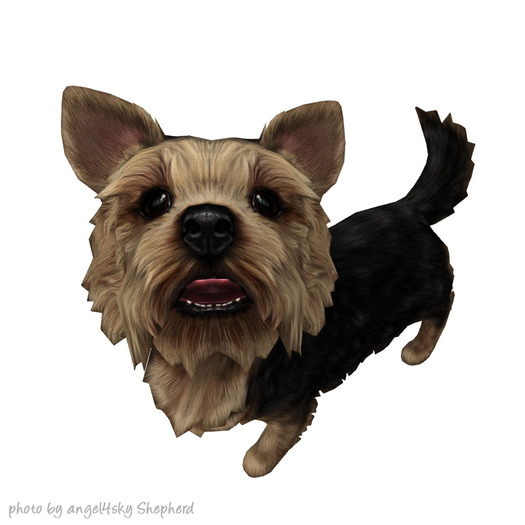 JIAN Pupper Parlor 7. Black Companion BOX