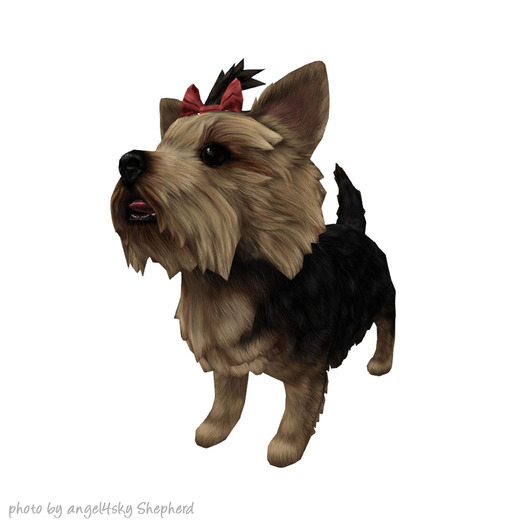 JIAN Pupper Parlor 10. Black Bow Wanderer BOX