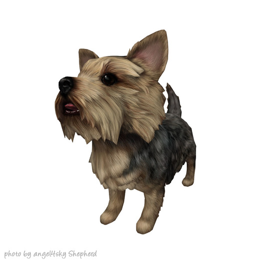 JIAN Pupper Parlor 13. Silver Wanderer BOX