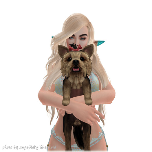 JIAN Pupper Parlor 14. Black Bow Held BOX