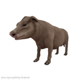 JIAN Southern Shelties 7. Wander Cow Lt Brown EP BOX