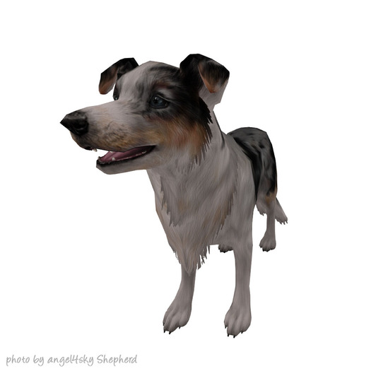 JIAN Southern Shelties 10. Wander Sheltie Merle EP BOX