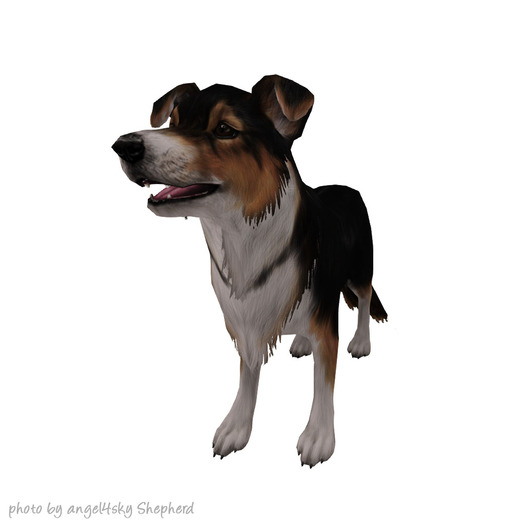 JIAN Southern Shelties 12. Wander Sheltie Tri EP BOX