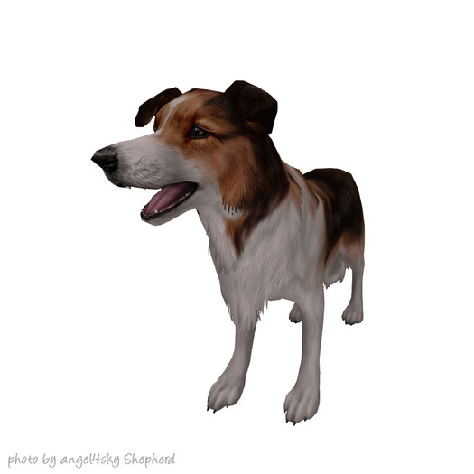 JIAN Southern Shelties 13. Wander Sheltie Sable EP BOX