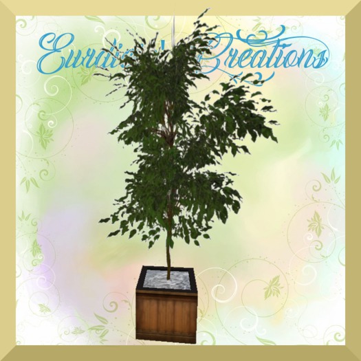 FIG TREE IN WOODEN PLANTER