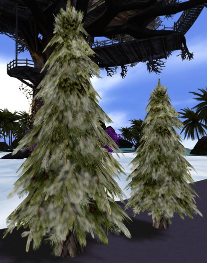 *TT* Winter Pine