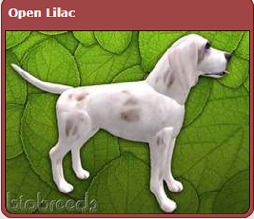 BB Beagle Box - Open Lilac/Blue