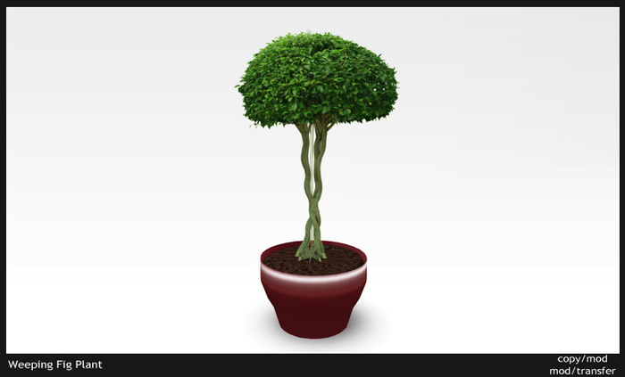 WEEPING FIG TREE - Interior Plant - Decor Plants COPY/MOD & MOD/TRANSFER