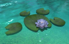 *VS* Water lily w lilypads, blue