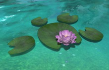 *VS* Water lily with lilypads, lilac