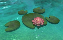 *VS* Water lily w lilypads, pink