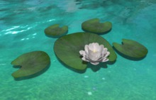 *VS* Water lily w lilypads, white