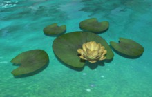 *vS* Water lily w lilypads, yellow