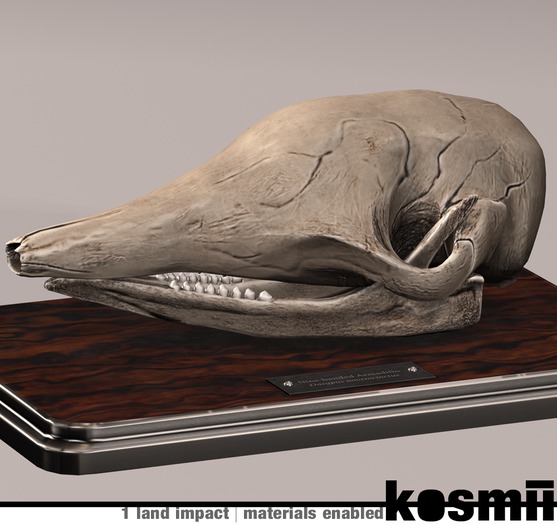 kosmii :: Armadillo Skull