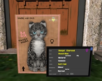 Kittycats Bengal - charcoal - Female 9/6