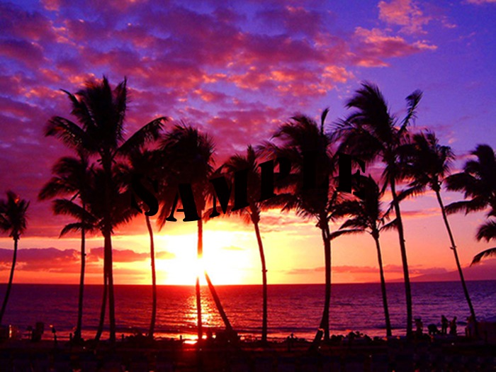 Palm Tree Sunset