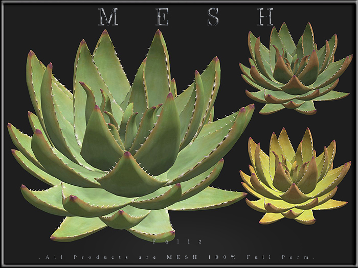 [Feliz] Desert Aloe Plant - Micro and Regular Mesh - Full Perm -