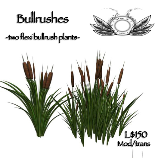 Bullrushes