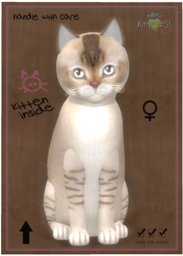 KittyCatS Box - Burmilla - Chocolate Silver Shaded