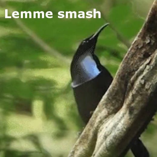 [Birth By Smash] Let me touch beak