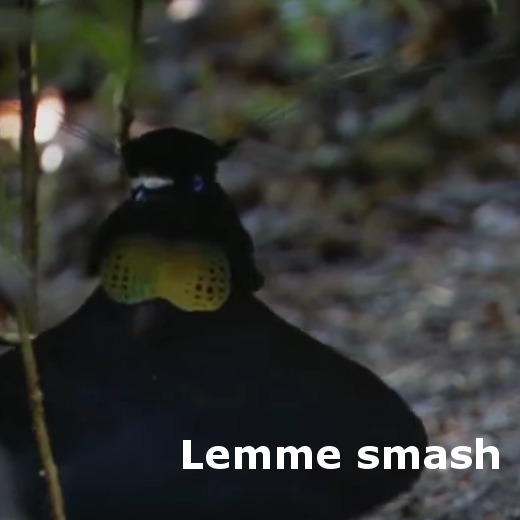 [Dream Drop Smash] Need leaf got leaf