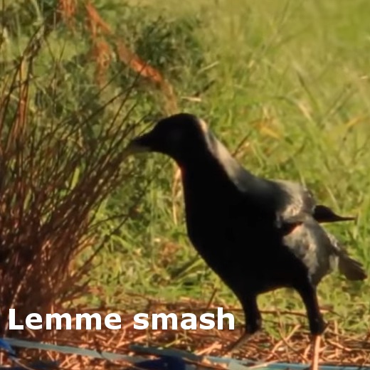 Second Life Marketplace Lemme Smash Electric Boogaloo Gesture Box