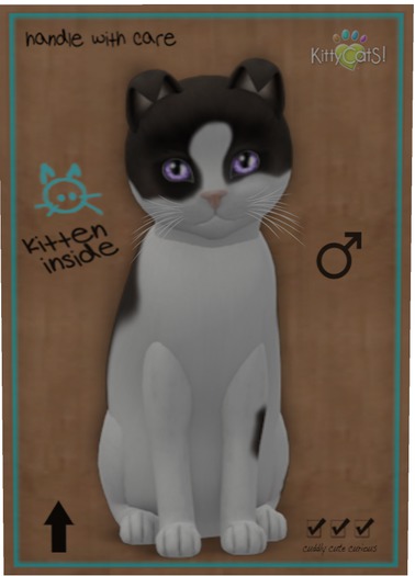 KittyCatS Box - Chateau Cat - Cocoa & White No. 2