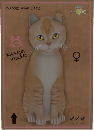 KittyCatS Box - Burmilla - Red Silver Shaded