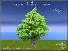1 prim Tilia Tree n.20