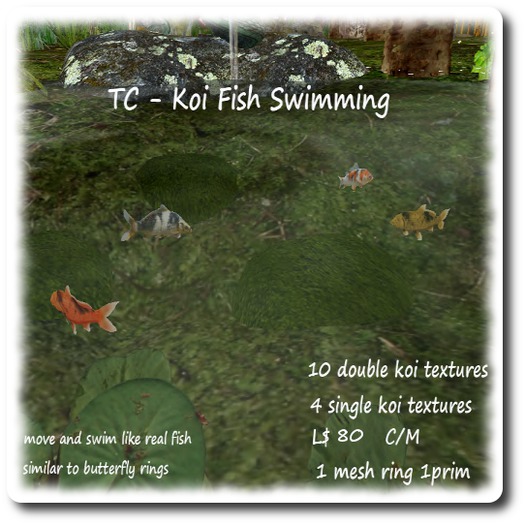 TC - Koi Fish Swimming