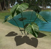 *vS* Elephant ear plant set