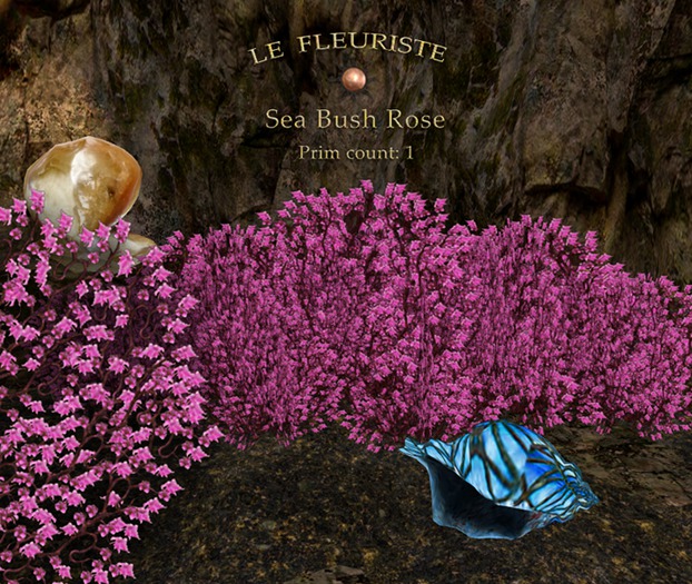 F*SeaBush Rose
