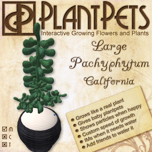 PlantPet Seed [Large Pachyphytum *California*]