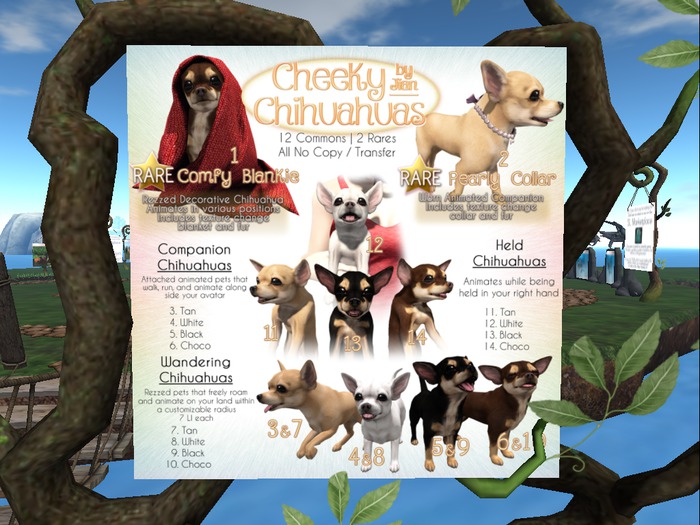 JIAN Cheeky Chihuahuas BOX 13. Black Held