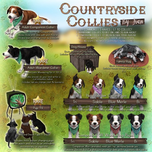 JIAN Countryside Collies :: Companion Pup Sable 3