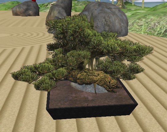 Japanese bonsai tree - Winding pine
