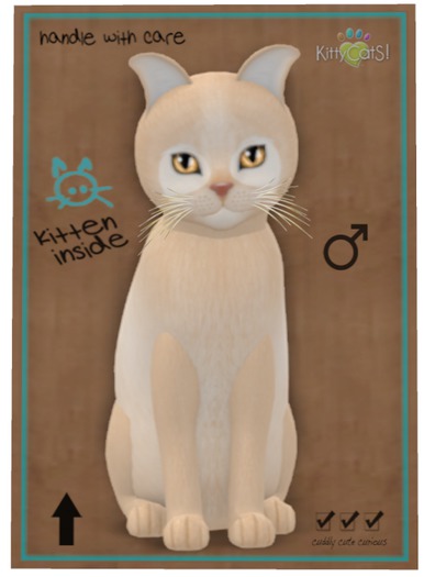 KittyCatS Box - Pandie - Fawn