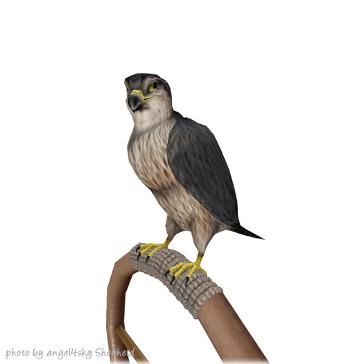 JIAN Avian Arcana 3. Merlin Falcon Perch BOX