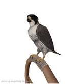 JIAN Avian Arcana 4. Peregrine Falcon Perch BOX