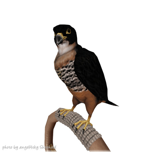 JIAN Avian Arcana 6. Orange Breasted Falcon Perch BOX