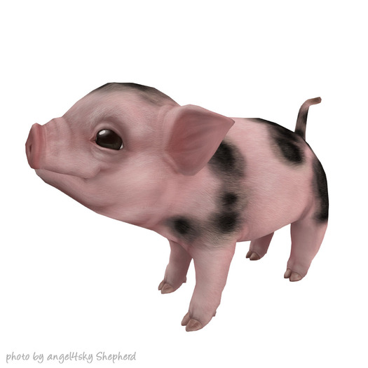 JIAN Playtime Piglets 4. Bicolor Companion BOX