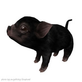 JIAN Playtime Piglets 6. Black Companion BOX