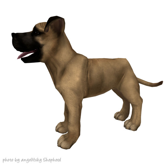 JIAN 'dorable Danes 5. Fawn Companion Pup BOX