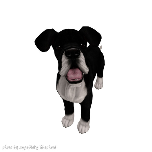 JIAN 'dorable Danes 7. Mantle Companion Pup BOX