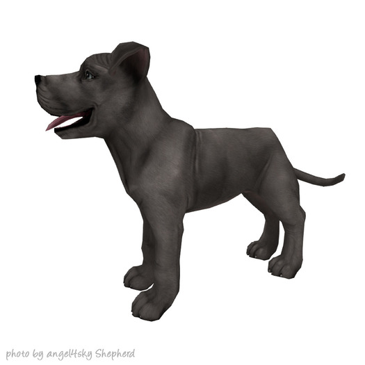 JIAN 'dorable Danes 8. Blue Wander Pup BOX