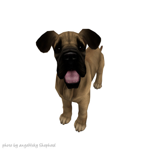 JIAN 'dorable Danes 9. Fawn Wander Pup BOX