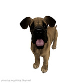 JIAN 'dorable Danes 9. Fawn Wander Pup BOX