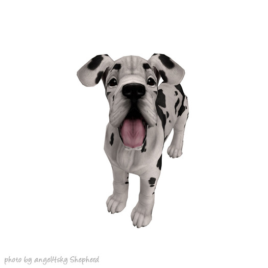 JIAN 'dorable Danes 10. Harlequin Wander Pup BOX