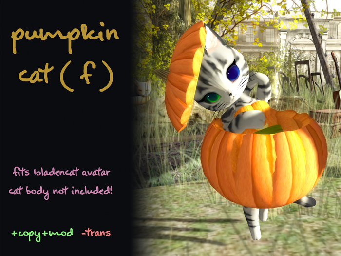 Fio: (Female) Pumpkin Cat