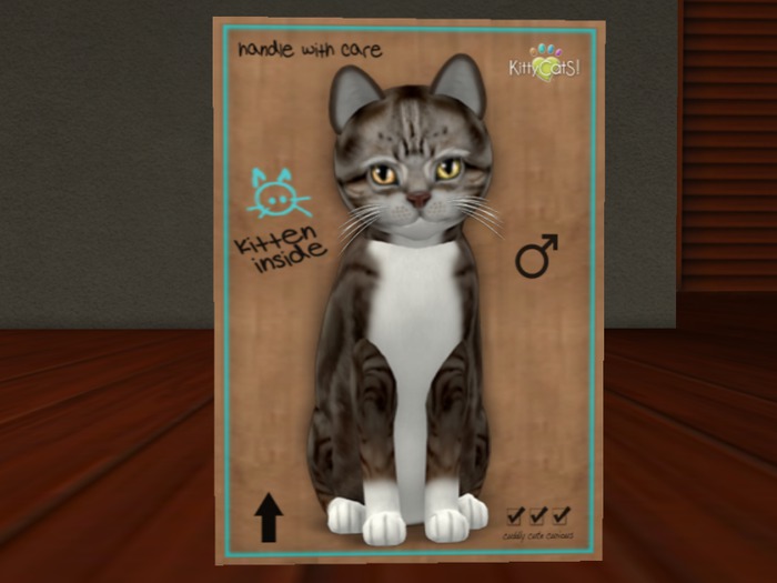 KittyCatS Box - New Born Kitten